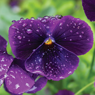 A violet. Read about Gifts of Cash, Checks, and Credit Cards A violet. Read about Gifts of Cash, Checks, and Credit Cards