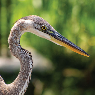 A Heron. Read about Gifts of Appreciated Securities A Heron. Read about Gifts of Appreciated Securities
