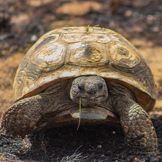 A turtle. Read about Gifts from Retirement Plans A turtle. Read about Gifts from Retirement Plans