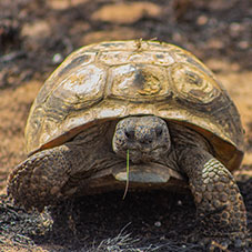 A turtle. Links to Gifts from Retirement Plans