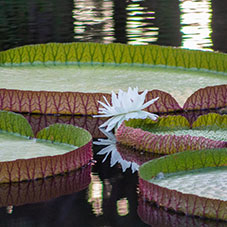 Lily pads. Links to What to Give